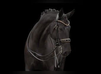 Hannoveriano, Caballo castrado, 10 años, 175 cm, Negro