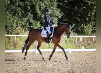 Hannoveriano, Caballo castrado, 10 años, 176 cm, Castaño