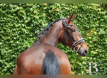 Hannoveriano, Caballo castrado, 10 años, 176 cm, Castaño
