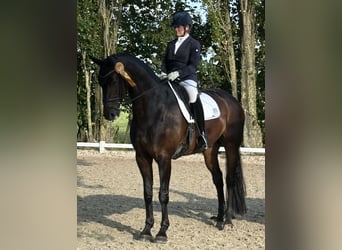 Hannoveriano, Caballo castrado, 10 años, 176 cm, Castaño oscuro