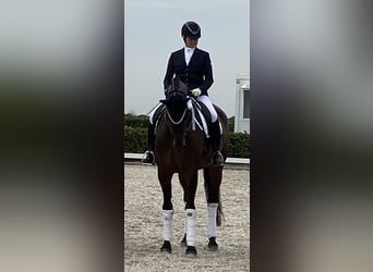 Hannoveriano, Caballo castrado, 10 años, 176 cm, Castaño oscuro