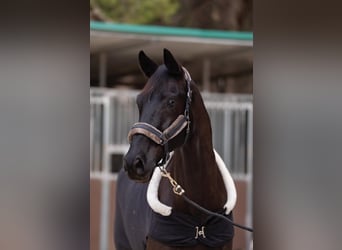 Hannoveriano, Caballo castrado, 10 años, 176 cm, Negro