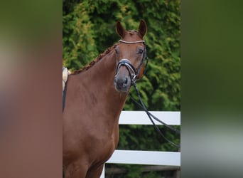 Hannoveriano, Caballo castrado, 10 años, Alazán