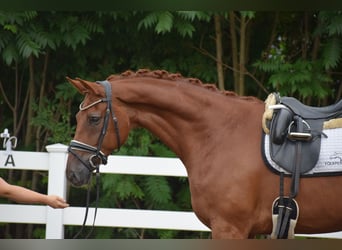 Hannoveriano, Caballo castrado, 10 años, Alazán