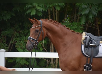 Hannoveriano, Caballo castrado, 10 años, Alazán