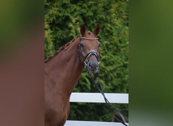Hannoveriano, Caballo castrado, 10 años, Alazán