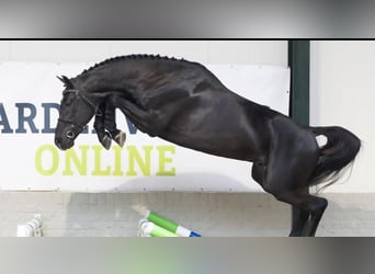 Hannoveriano, Caballo castrado, 10 años