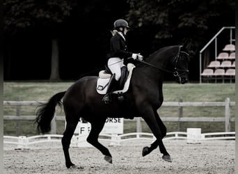 Hannoveriano, Caballo castrado, 10 años