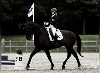 Hannoveriano, Caballo castrado, 10 años
