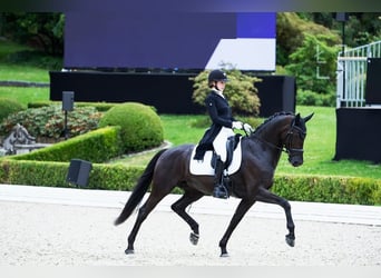Hannoveriano, Caballo castrado, 10 años