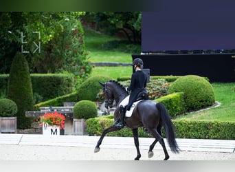 Hannoveriano, Caballo castrado, 10 años