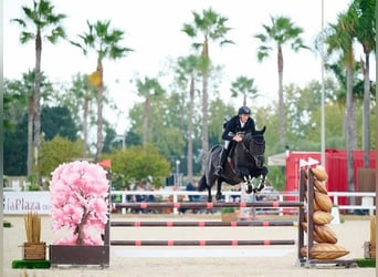 Hannoveriano, Caballo castrado, 10 años