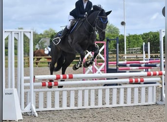 Hannoveriano, Caballo castrado, 10 años