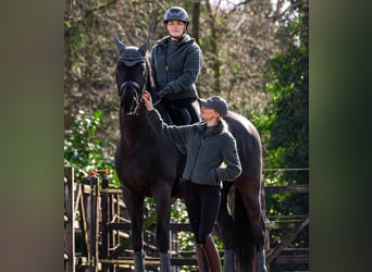 Hannoveriano, Caballo castrado, 10 años