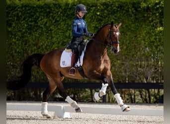 Hannoveriano, Caballo castrado, 10 años, Castaño rojizo