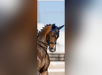 Hannoveriano, Caballo castrado, 10 años, Castaño rojizo