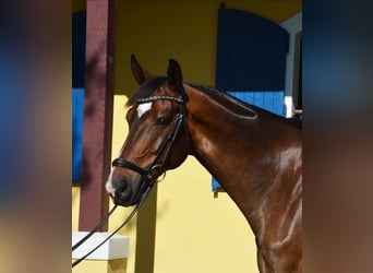 Hannoveriano, Caballo castrado, 10 años, Castaño rojizo