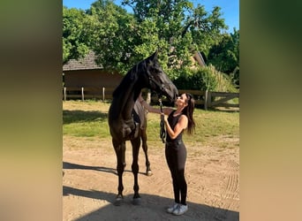 Hannoveriano, Caballo castrado, 10 años, Morcillo