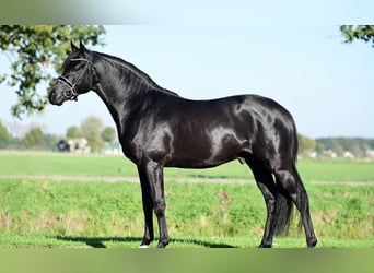 Hannoveriano, Caballo castrado, 10 años, Negro