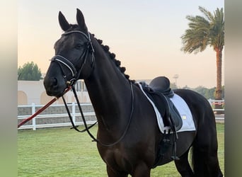 Hannoveriano, Caballo castrado, 10 años, Negro