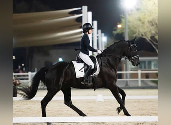 Hannoveriano, Caballo castrado, 10 años, Negro