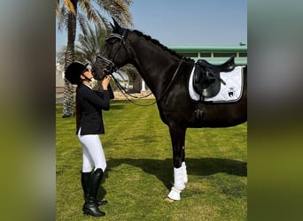 Hannoveriano, Caballo castrado, 10 años, Negro