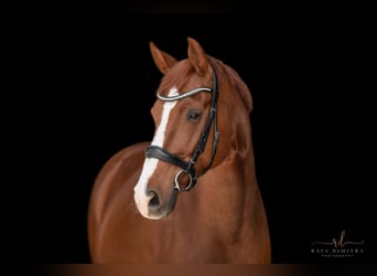 Hannoveriano, Caballo castrado, 11 años, 163 cm, Alazán