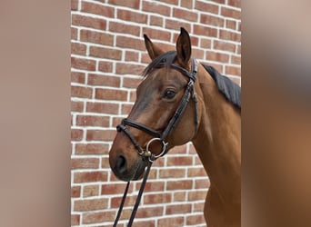 Hannoveriano, Caballo castrado, 11 años, 164 cm, Castaño