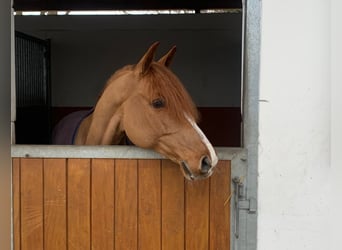 Hannoveriano, Caballo castrado, 11 años, 165 cm, Alazán