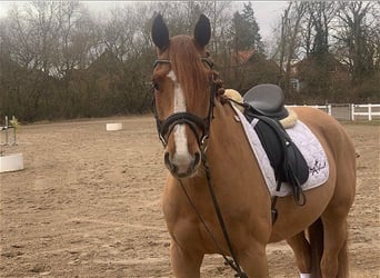 Hannoveriano, Caballo castrado, 11 años, 165 cm, Alazán