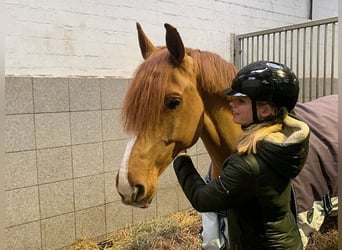 Hannoveriano, Caballo castrado, 11 años, 165 cm, Alazán