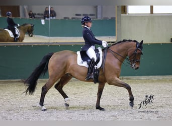 Hannoveriano, Caballo castrado, 11 años, 166 cm, Castaño