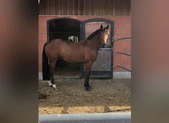 Hannoveriano, Caballo castrado, 11 años, 166 cm, Castaño