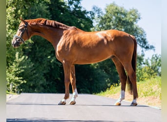 Hannoveriano, Caballo castrado, 11 años, 167 cm, Alazán