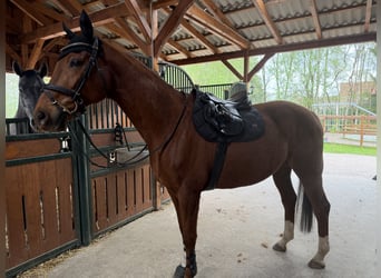Hannoveriano, Caballo castrado, 11 años, 167 cm, Alazán-tostado