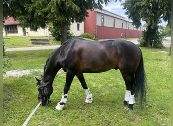 Hannoveriano, Caballo castrado, 11 años, 167 cm, Negro