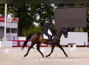 Hannoveriano, Caballo castrado, 11 años, 167 cm, Negro