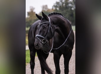 Hannoveriano, Caballo castrado, 11 años, 167 cm, Negro