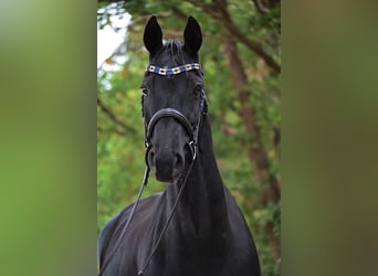 Hannoveriano, Caballo castrado, 11 años, 167 cm, Negro