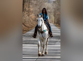 Hannoveriano, Caballo castrado, 11 años, 168 cm, Tordo