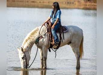 Hannoveriano, Caballo castrado, 11 años, 168 cm, Tordo