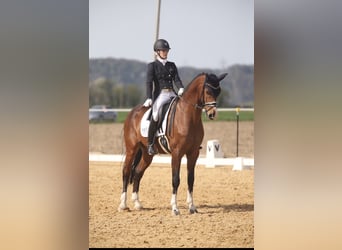 Hannoveriano, Caballo castrado, 11 años, 170 cm, Castaño