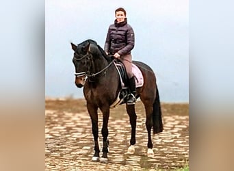 Hannoveriano, Caballo castrado, 11 años, 170 cm, Castaño