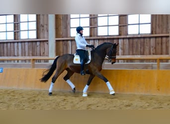 Hannoveriano, Caballo castrado, 11 años, 170 cm, Castaño