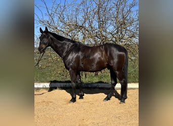 Hannoveriano, Caballo castrado, 11 años, 170 cm, Castaño oscuro