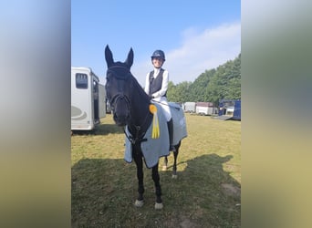 Hannoveriano, Caballo castrado, 11 años, 170 cm, Castaño oscuro
