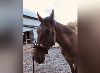 Hannoveriano, Caballo castrado, 11 años, 173 cm, Castaño oscuro