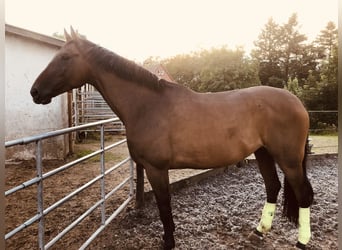 Hannoveriano, Caballo castrado, 11 años, 173 cm, Castaño oscuro