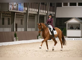 Hannoveriano, Caballo castrado, 11 años, 174 cm, Alazán