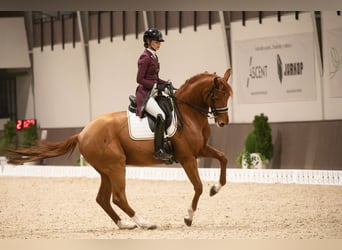 Hannoveriano, Caballo castrado, 11 años, 174 cm, Alazán